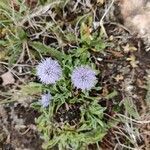 Globularia vulgaris flower picture by Ton Doornberg (cc-by-sa)