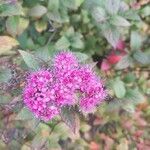 Spiraea japonica flower picture by J B (cc-by-sa)