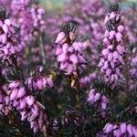 Erica erigena flower picture by Jean-Louis PASTEUR (cc-by-sa)