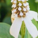 Anemopsis californica flower picture by Ethan Greer (cc-by-sa)