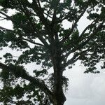 Ceiba pentandra habit picture by R. Tournebize (cc-by-sa)