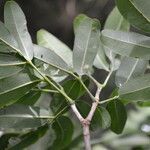 Pilocarpus racemosus leaf picture by Nelson Zamora Villalobos (cc-by-nc)