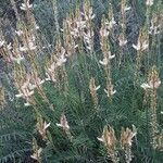 Onobrychis saxatilis habit picture by Emmanuel Cosson (cc-by-sa)