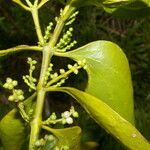 Phoradendron piperoides leaf picture by Nelson Zamora Villalobos (cc-by-nc)