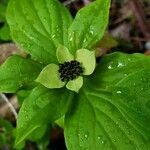 Cornus canadensis flower picture by Ethan Greer (cc-by-sa)