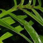 Monstera tenuis leaf picture by Nelson Zamora Villalobos (cc-by-nc)