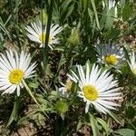 Erigeron divergens flower picture by Jonathan Jonathan Geurts (cc-by-sa)