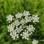 Pimpinella major flower picture by lisl (cc-by-sa)