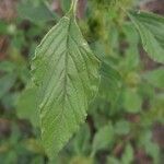 Amaranthus retroflexus leaf picture by k sch (cc-by-sa)