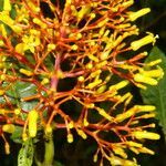 Palicourea padifolia flower picture by Nelson Zamora Villalobos (cc-by-nc)