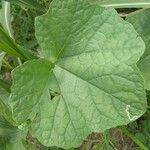 Luffa acutangula leaf picture by Sudhanshu Kumar (cc-by-sa)