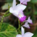 Arundina graminifolia flower picture by Prasert Lakman (cc-by-sa)