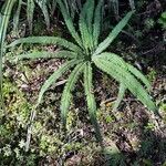 Adiantum hispidulum habit picture by Jean-Marie Frenoux (cc-by-sa)