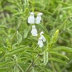 Salvia reflexa flower picture by Miguel-de-SCAMPS_MX (cc-by-sa)