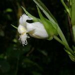 Drymonia lanceolata flower picture by Nelson Zamora Villalobos (cc-by-nc)