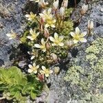 Saxifraga muscoides flower picture by Harry Schreurs (cc-by-sa)