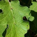 Solanum violaceum leaf picture by Dieter Albrecht (cc-by-sa)