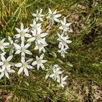 Ornithogalum umbellatum habit picture by Sabina Hartmann (cc-by-sa)