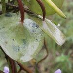 Heteranthera limosa fruit picture by Nelson Zamora Villalobos (cc-by-nc)