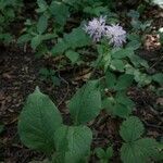 Knautia drymeia habit picture by Balázs Heizler (cc-by-sa)