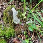 Pyrola chlorantha habit picture by Francois Mansour (cc-by-sa)