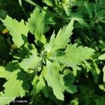 Chenopodium album leaf picture by ute krauhs (cc-by-sa)