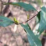 Rhododendron canescens leaf picture by Maarten Vanhove (cc-by-sa)