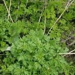 Artemisia annua habit picture by vero veronique (cc-by-sa)