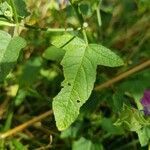 Malva punctata leaf picture by Olivier Brosseau (cc-by-sa)