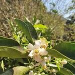 Citrus x aurantium flower picture by Lima Gabriel (cc-by-sa)