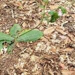 Elephantopus elatus habit picture by Brad Kelley (cc-by-sa)