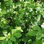 Glechoma hederacea habit picture by Judicaël CASTAGNET (cc-by-sa)