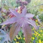 Ricinus communis leaf picture by martins patricia (cc-by-sa)