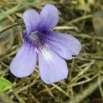 Pinguicula longifolia flower picture by Denis Bastianelli (cc-by-sa)