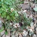 Cardamine hirsuta flower picture by Maria Francesca Zobbi (cc-by-sa)