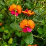 Kennedia coccinea flower picture by Julia Wolpertinger (cc-by-sa)