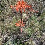 Aloe lateritia flower picture by susan brown (cc-by-sa)