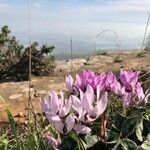 Cyclamen persicum flower picture by omer bennun (cc-by-sa)