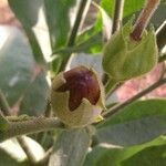 Nicotiana tabacum fruit picture by vini (cc-by-sa)