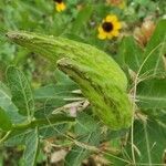 Asclepias viridis fruit picture by Joshua Kuykendall (cc-by-sa)