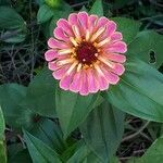 Zinnia elegans flower picture by Bec Adeline (cc-by-sa)