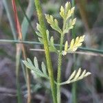 Torilis leptophylla leaf picture by Emmanuel Cosson (cc-by-sa)