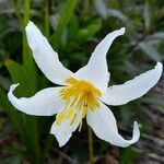 Erythronium montanum flower picture by Ethan Greer (cc-by-sa)