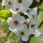 Pyrus calleryana flower picture by msfabulousnyc (cc-by-sa)