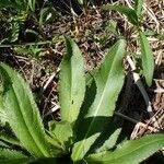 Cirsium monspessulanum leaf picture by Yoan MARTIN (cc-by-sa)