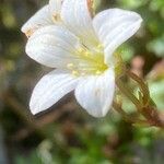 Saxifraga fragilis flower picture by Francois Mansour (cc-by-sa)