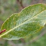 Salix bicolor leaf picture by Yoan MARTIN (cc-by-sa)