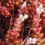 Sedum brevifolium fruit picture by nacho (cc-by-sa)