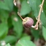 Deutzia crenata fruit picture by 道草 (cc-by-sa)