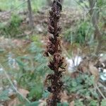 Orobanche hederae fruit picture by Jennifer Carré (cc-by-sa)